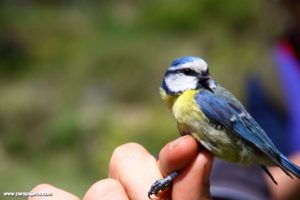 parido herrerillo comun especie habitual cajas nido_o