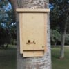 Caja nido CM 10 para murciélagos, detalle colgado con clavo forestal.