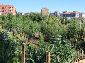 huerta urbana_800X590_233