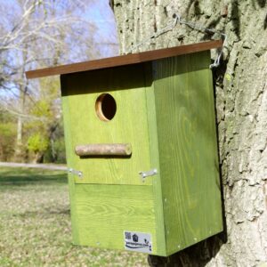 Caja nido mochuelo europeo, Caixa niu mussol, Caixa niño moucho, mozoloa habi kutxa, nest box Little eurasian scops owl