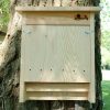 caja nido murciélagos, caixa niu ratpenats, caixa niño morcego, saguzar habia