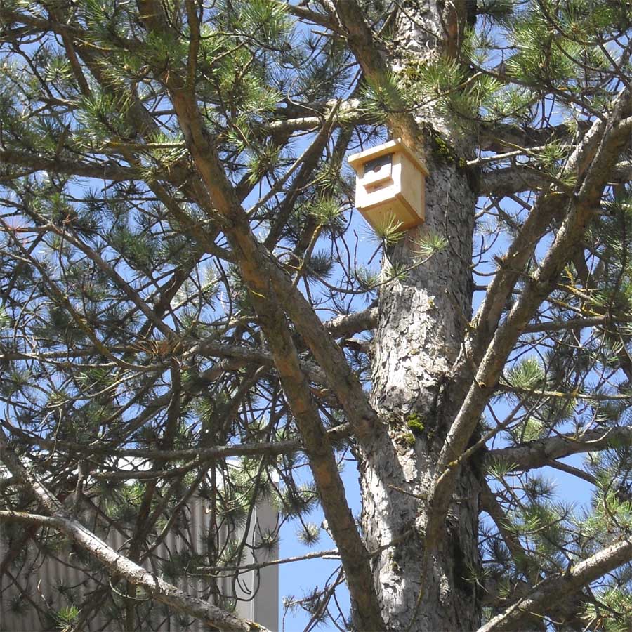 Caja nido CP18 colocada en el un pino en el parque de Sabiñanigo