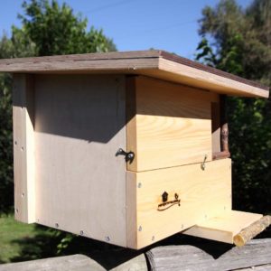 caja nido cernícalo, caixa niu xoriguer, kabi kutxa belatz, caixa de niño lagarteiro, nest box common kestrel
