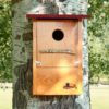 Caja nido para Abubilla, caixa niño Bubela, caixa niu Puput, kabi kutxa Argi-oilarra, nest box Hoopoe