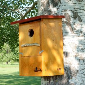 Caja nido para Abubilla, caixa niño Bubela, caixa niu Puput, kabi kutxa Argi-oilarra, nest box Hoopoe