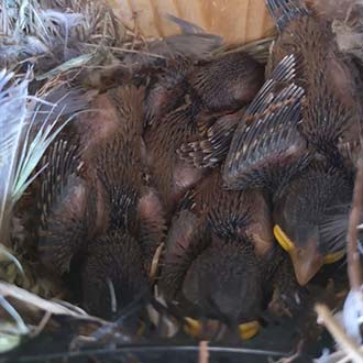Crías de gorrión en una caja nido CP 15-Ø35mm