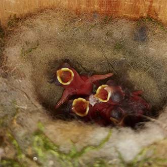 Crías de carbonero común en caja nido Cp30