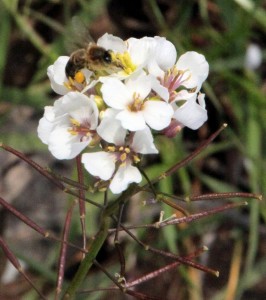Diplotaxis Euricoides, (rabaniza blanca, jaramago, altrapón), una de las primeras plantas en florecer en invierno , alimento para las abejas y para las aves sus semillas dentro de las vainas.