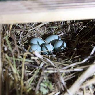 Huevos de estornino en una caja nido de cernícalo