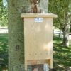 caja nido murciélagos, caixa niu ratpenats, caixa niño morcego, saguzar habia-cm13-F-parapajaros.com
