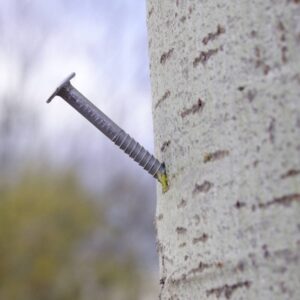 Clavo forestal 5x80